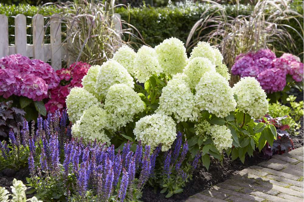 Hortensia 'Little Spooky'